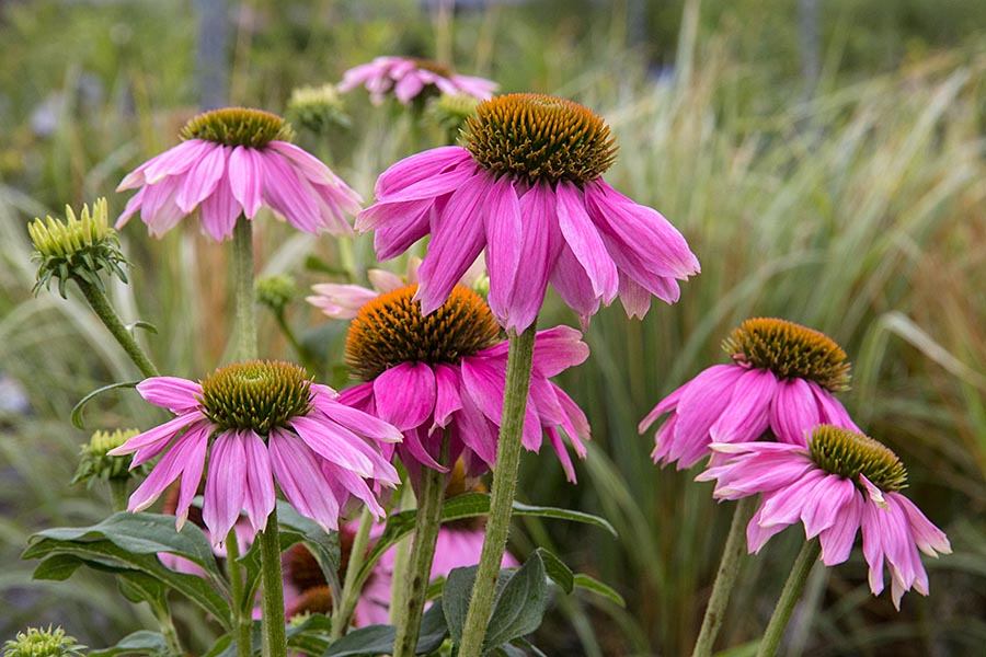 Rudbekia