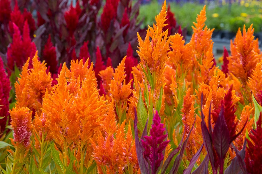 Brilliant Cellosia