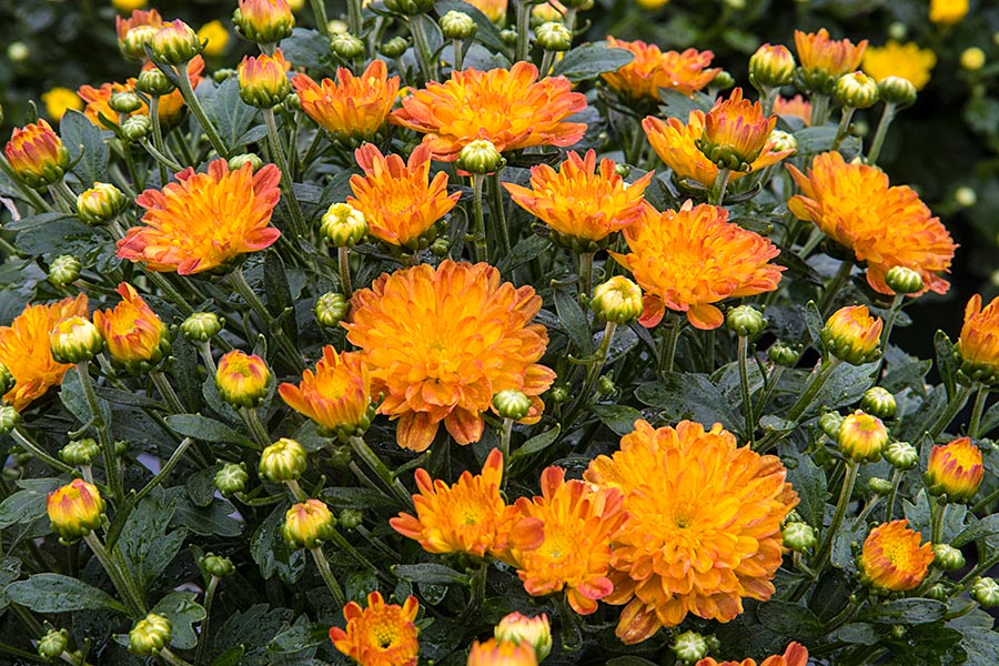 Mums, a Sure Sign of Fall