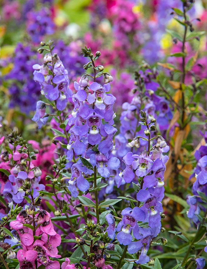 Blue Autumn Flowers