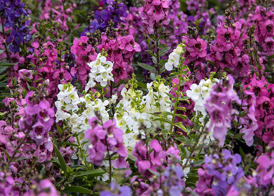 Standing Out in the Crowd