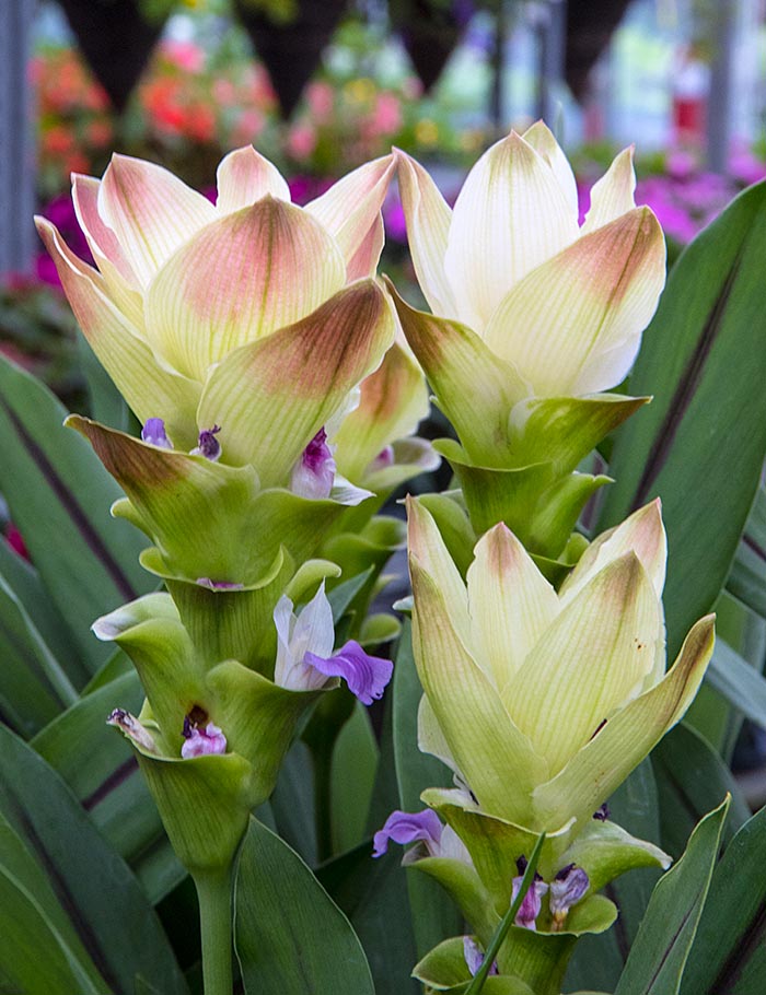 Unusual New Flowers