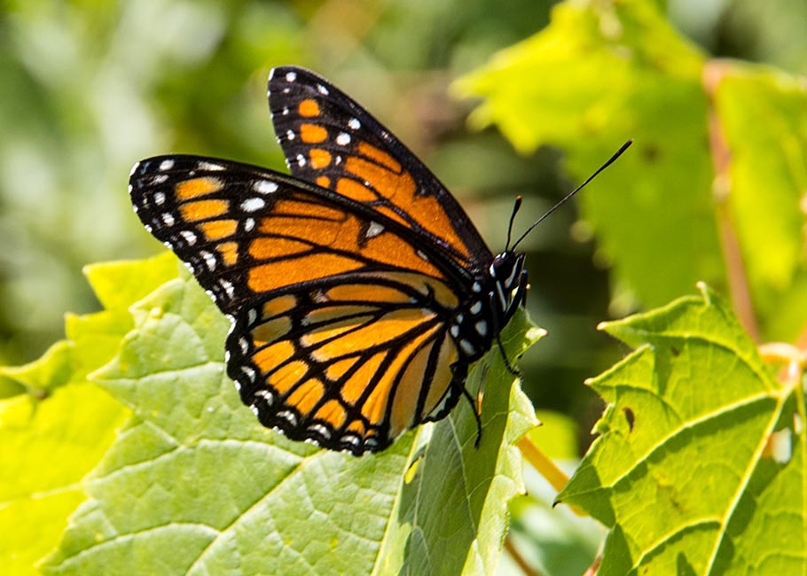 A Viceroy Butterfly