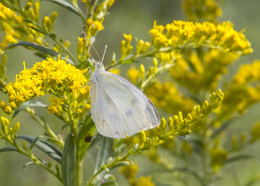 White Butterfly