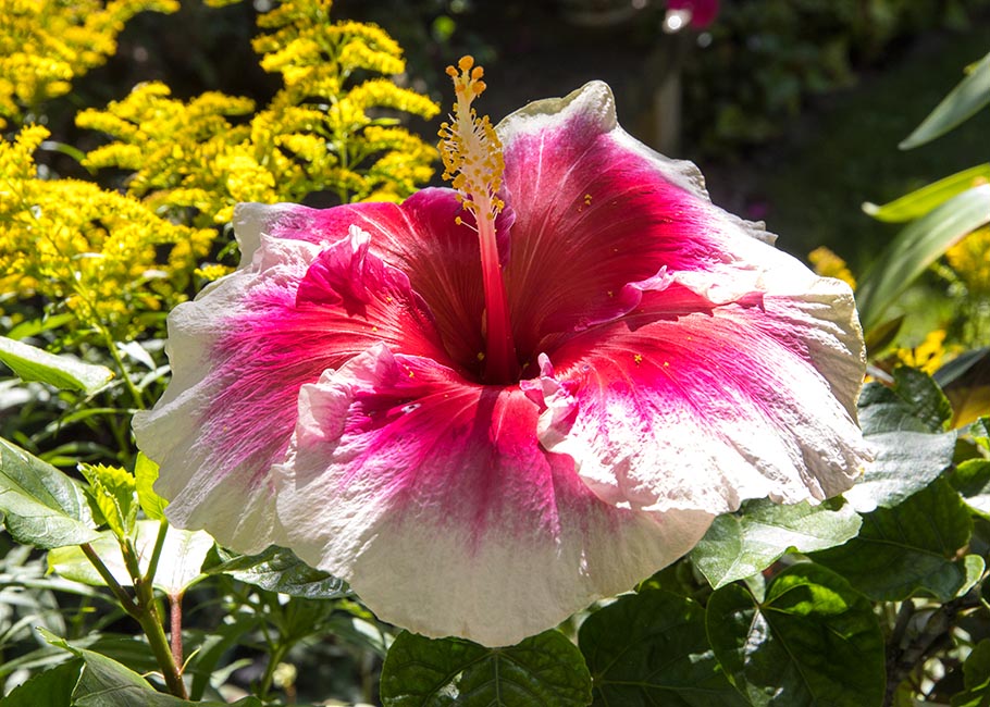 Autumn Hibiscus