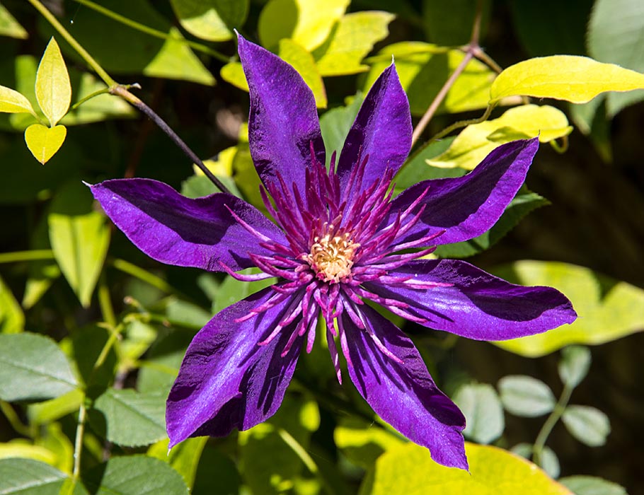 A Very Late Clematis Bloom