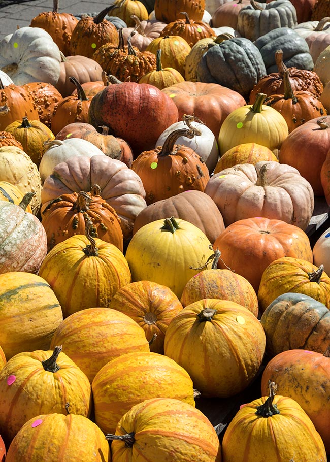 Pumpkin Time