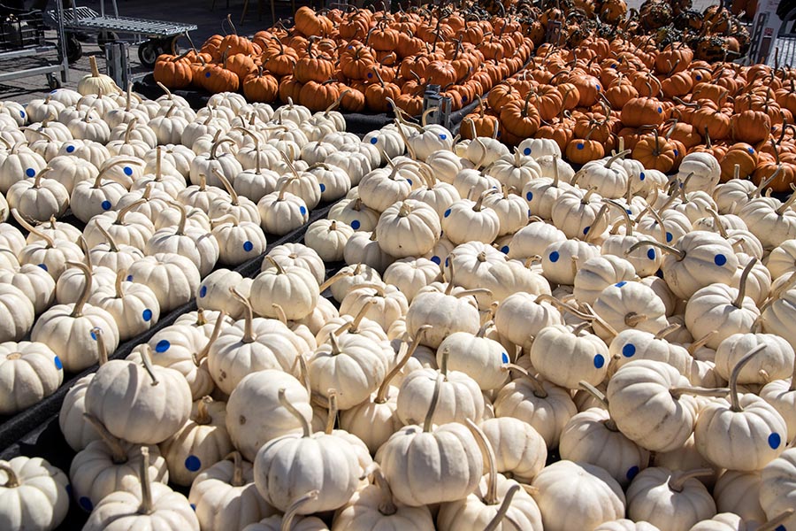 White & Orange