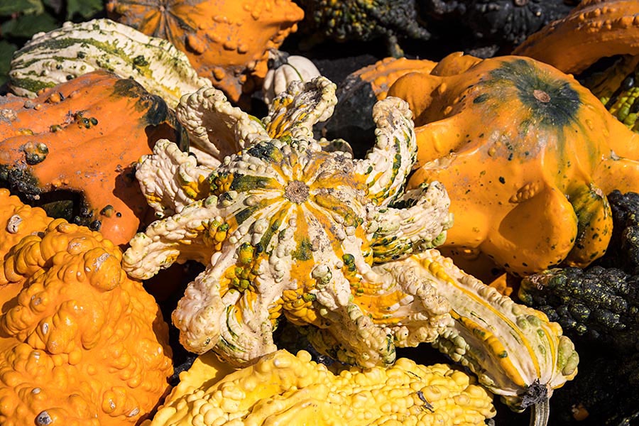 Warty Gourds