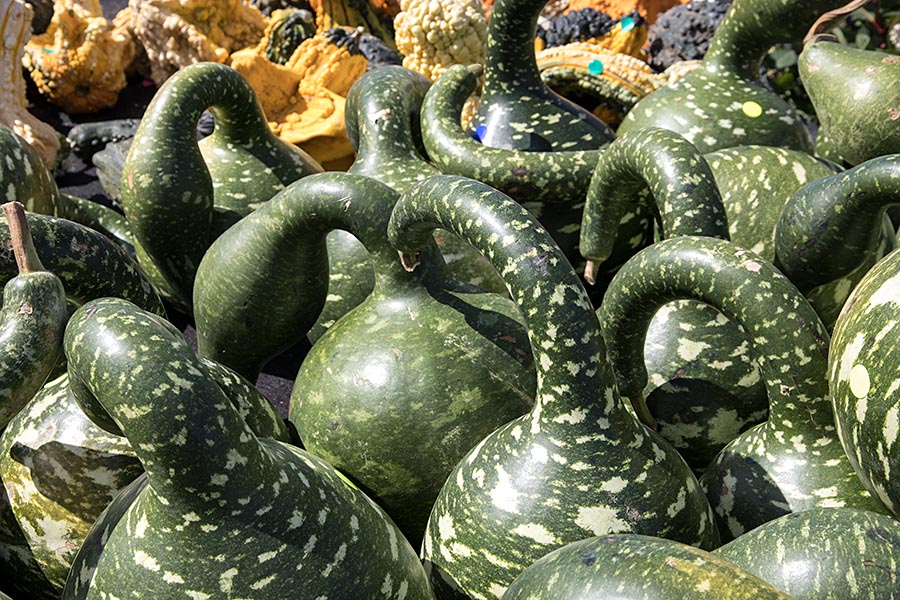 More Gourds