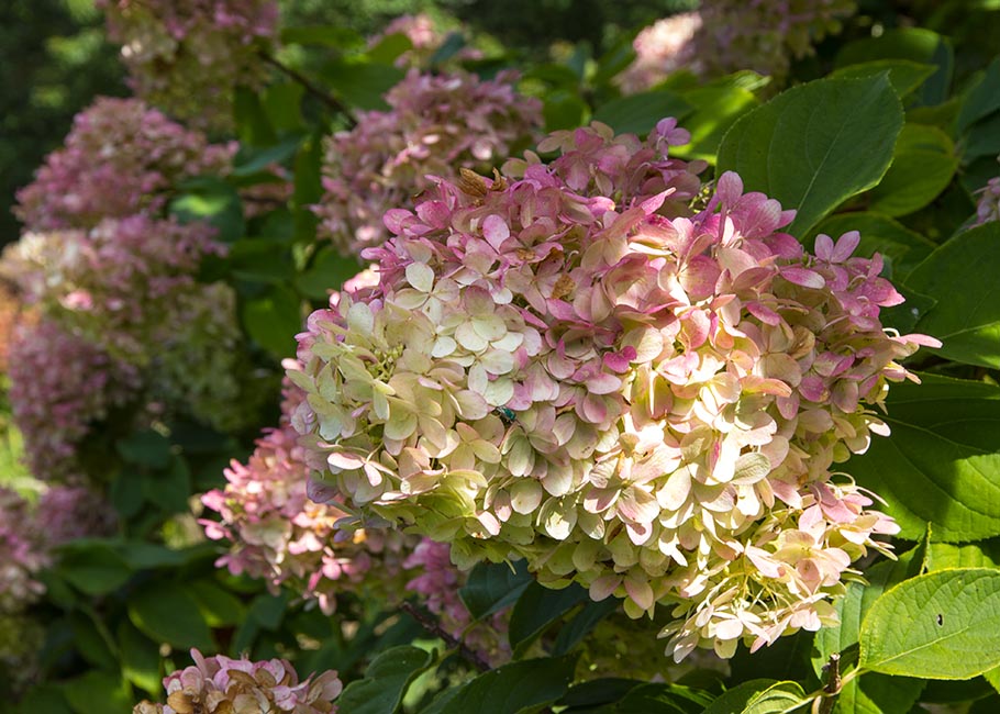Hydrangeas