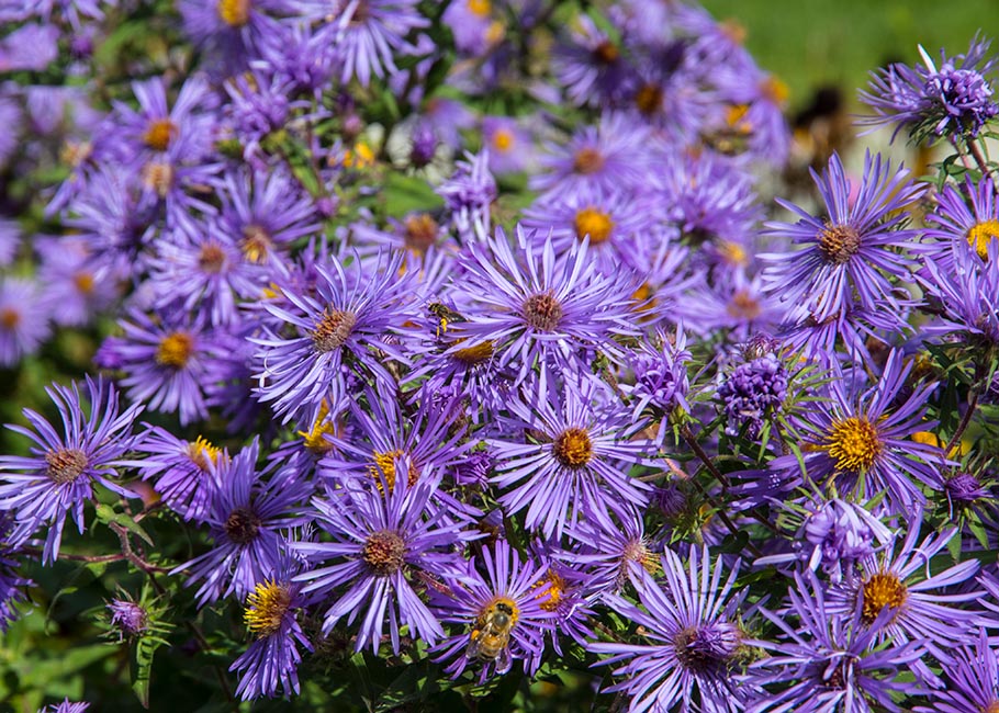 Michaelmas Daisies