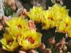 Prickly-Pear Blooms