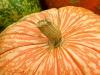Mottled Orange
