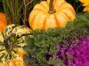 Colourful Harvest