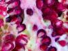 Pomegranate Portrait