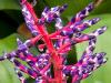Blue Bromeliad