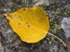 Fallen Leaf