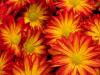 Damp Mums