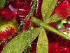 Green on Red