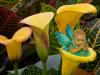 Little Blue Flower Fairy