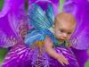 Iris Fairy