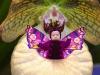 Purple Orchid