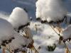 Snow-Covered Sedum