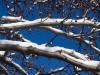 Snowy Crabapple
