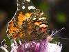 Another Painted Lady
