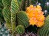 Among The Prickles