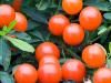 Jerusalem Cherries