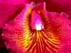 Artsy Orchid