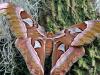Giant Silk Moth