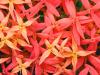 Red Cluster
