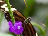 Heliconius