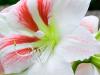 Amaryllis