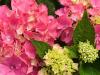Pink Hydrangea