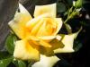 Yellow Rose