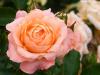Peach Roses