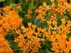 Butterfly Weed