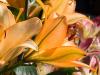 Peach Lilies
