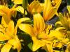 Yellow Lilies