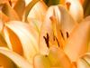 Peach Petals