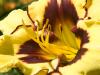Day Lily