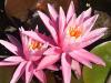 Pink Water-Lilies