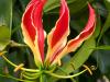 Gloriosa