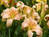 Day Lilies