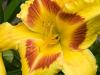 Giant Yellow