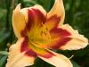 The Last Day Lily